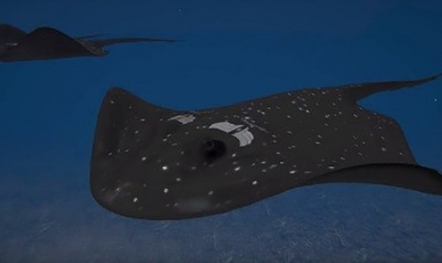 Turkey Develops First Indigenous Stingray-shaped Armed Underwater Drone