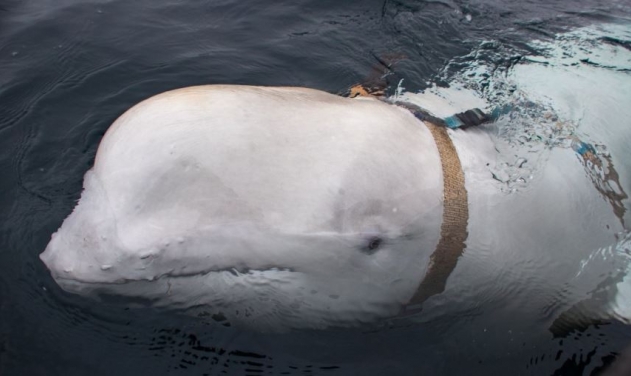 Norwegian Fishermen Discover Beluga Whale Trained By Russian Navy: Report