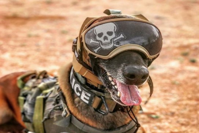 US Develops Headgear to Protect Military Dogs’ Ears