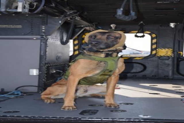 US Develops Headgear to Protect Military Dogs’ Ears