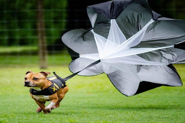 Russia’s Tekhnodinamika Testing Parachute System for Dogs