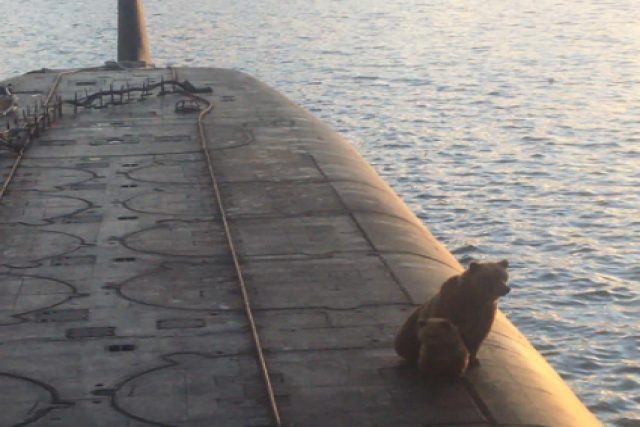 Russian Military Shoots Down Bear, Cub After they Jump on to Nuclear Submarine