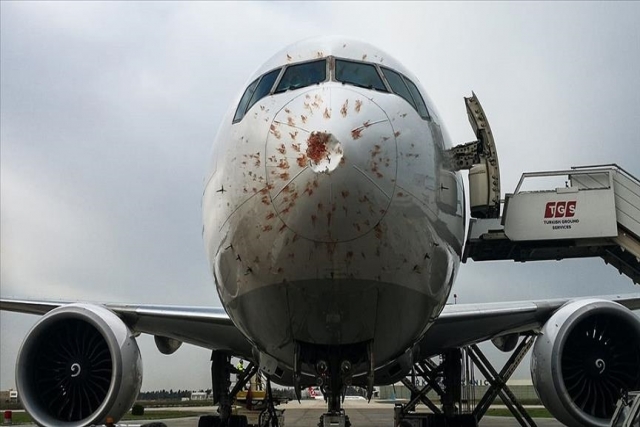 Pock Marked-Fuselage Shows Impact of Bird Hit on Turkish Cargo Flight